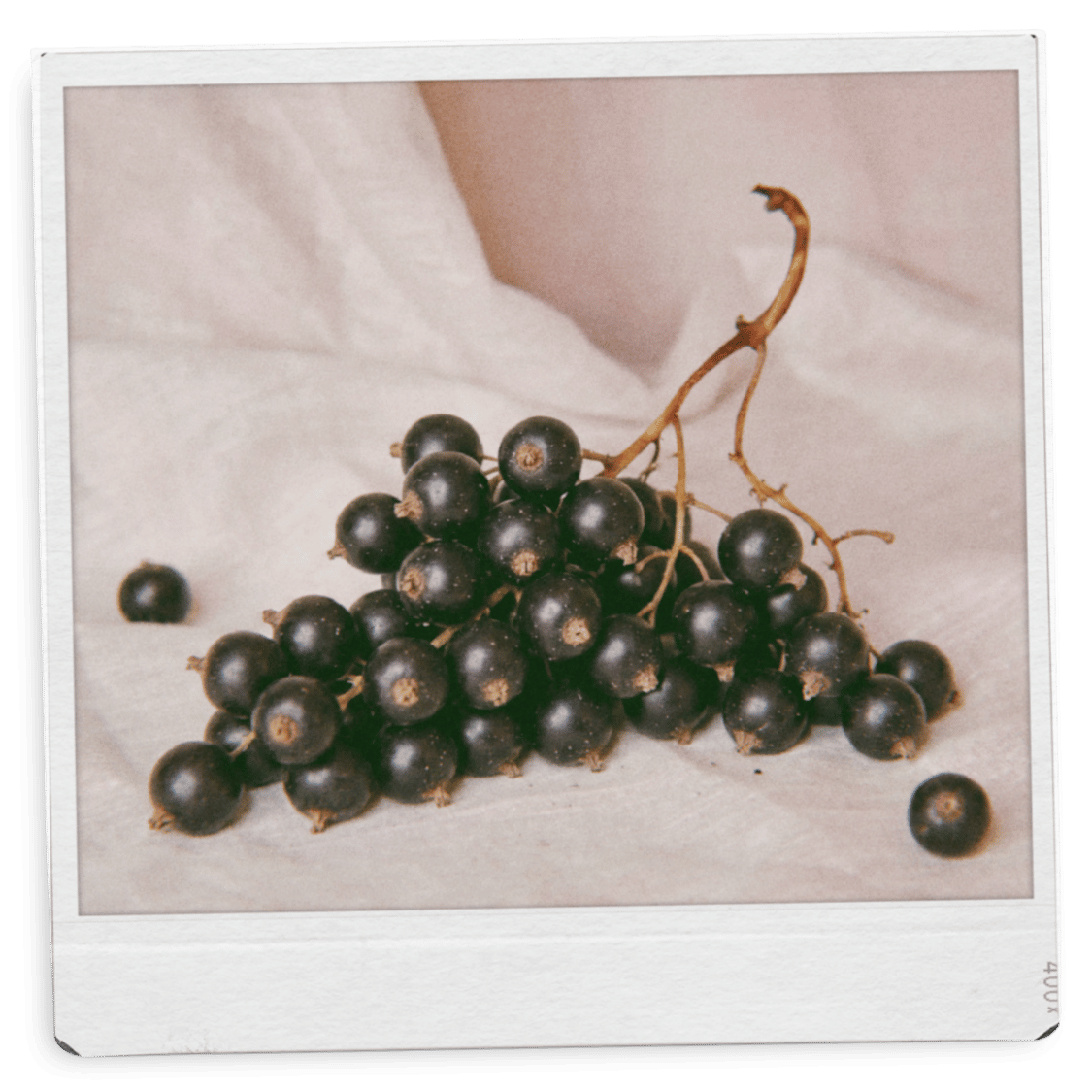 Scent ingredient known as black currant, a fruity but classy ingredient inside our perfume