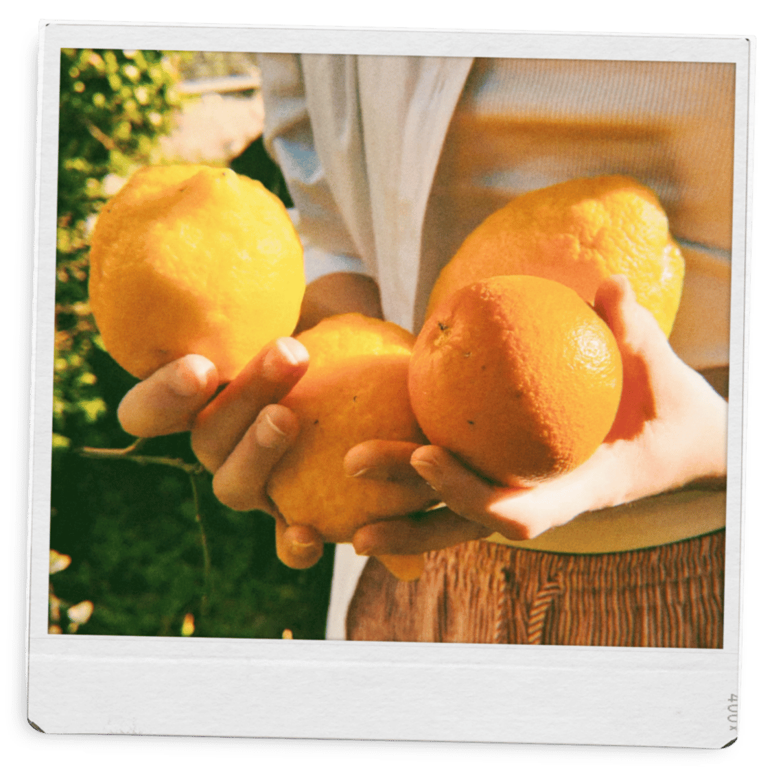 Woman in white linnen clothing holding different natural citrus fruits in the summer of italy